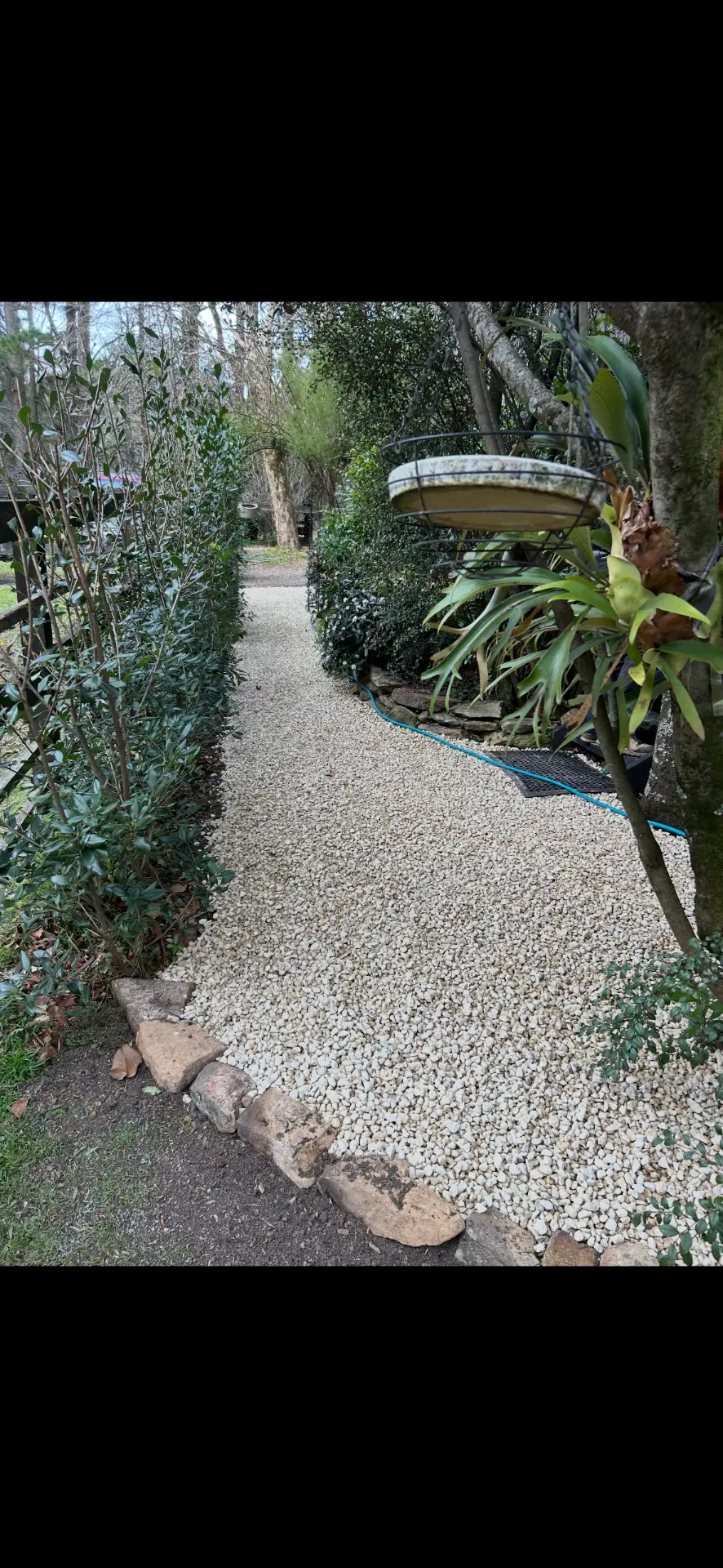 Gravel garden path with sandstone edging winding between clipped hedges